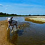 dalmatian, dog, running, water, splash, riverbank, sand, outdoor, nature, sky, clouds, trees, daytime, canine, animal, happy, motion, playful, landscape, summer