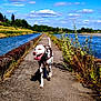 Gavroche participe au concours pour gagner de l'argent avec cette photo : dalmatian, dog, animal, path, river, water, sky, clouds, trees, plants, nature, outdoor, sunny, daytime, walking, happy, tongue_out, greenery, scenic, landscape