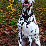 dalmatian, dog, animal, heterochromia, blue_eye, amber_eye, collar, tag, forest, autumn, leaves, sitting, pet, outdoor, nature, brown_spots, white_fur, canine, expression, closeup