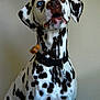 dalmatian, dog, pet, heterochromia, blue_eye, brown_eye, collar, black_spots, white_fur, animal, indoor, focus, treat, mouth_open, ears, portrait, canine, attention, sitting, domestic