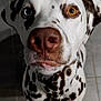 dog, dalmatian, heterochromia, blue_eye, amber_eye, spots, canine, pet, looking_up, close_up, floor, tile, whiskers, snout, nose, fur, indoor, animal, portrait, curious