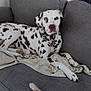 Gavroche a rejoint le concours — aidez-le/la à gagner de superbes lots ! dalmatian, dog, couch, blanket, indoor, pet, relaxed, heterochromia, white, black_spots, fur, animal, living_room, home, comfort, paw, tail, canine, resting, furniture