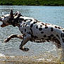 dalmatian, dog, water, splash, jumping, animal, pet, outdoor, lake, river, running, wet, black_spots, white_coat, canine, nature, playful, summer, active, motion
