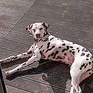 Gavroche a rejoint le concours — aidez-le/la à gagner de superbes lots ! dalmatian, dog, spotted, laying, wooden_deck, sunlight, shadow, outdoor, pet, canine, relaxed, animal, summer, daylight, fur, mammal, leisure, looking, nature, domestic