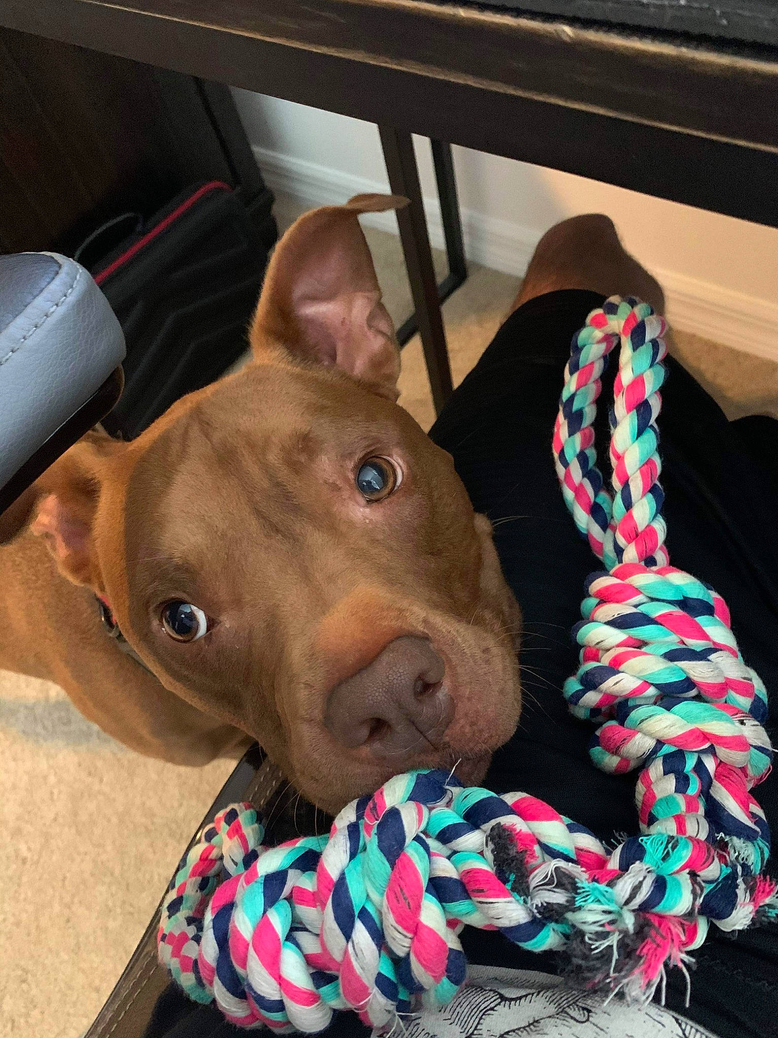 Mateo is registered to the contest to win money with this photo: american_pit_bull_terrier, american_staffordshire_terrier, canidae, carnivore, companion_dog, dog, dog_breed, dog_collar, ear, fawn, mammal, non_sporting_group, nose, pit_bull, puppy, snout, sporting_group, weimaraner