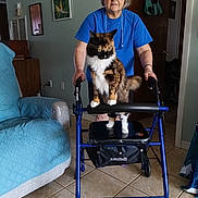 Minnie joined the competition — help win amazing prizes! elderly_woman, cat, calico_cat, walker, blue_walker, indoor, living_room, couch, quilted_couch, tile_floor, artwork, framed_pictures, person, pet, furniture, home, gray_hair, short_hair, standing, animal