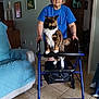 elderly_woman, cat, calico_cat, walker, blue_walker, indoor, living_room, couch, quilted_couch, tile_floor, artwork, framed_pictures, person, pet, furniture, home, gray_hair, short_hair, standing, animal