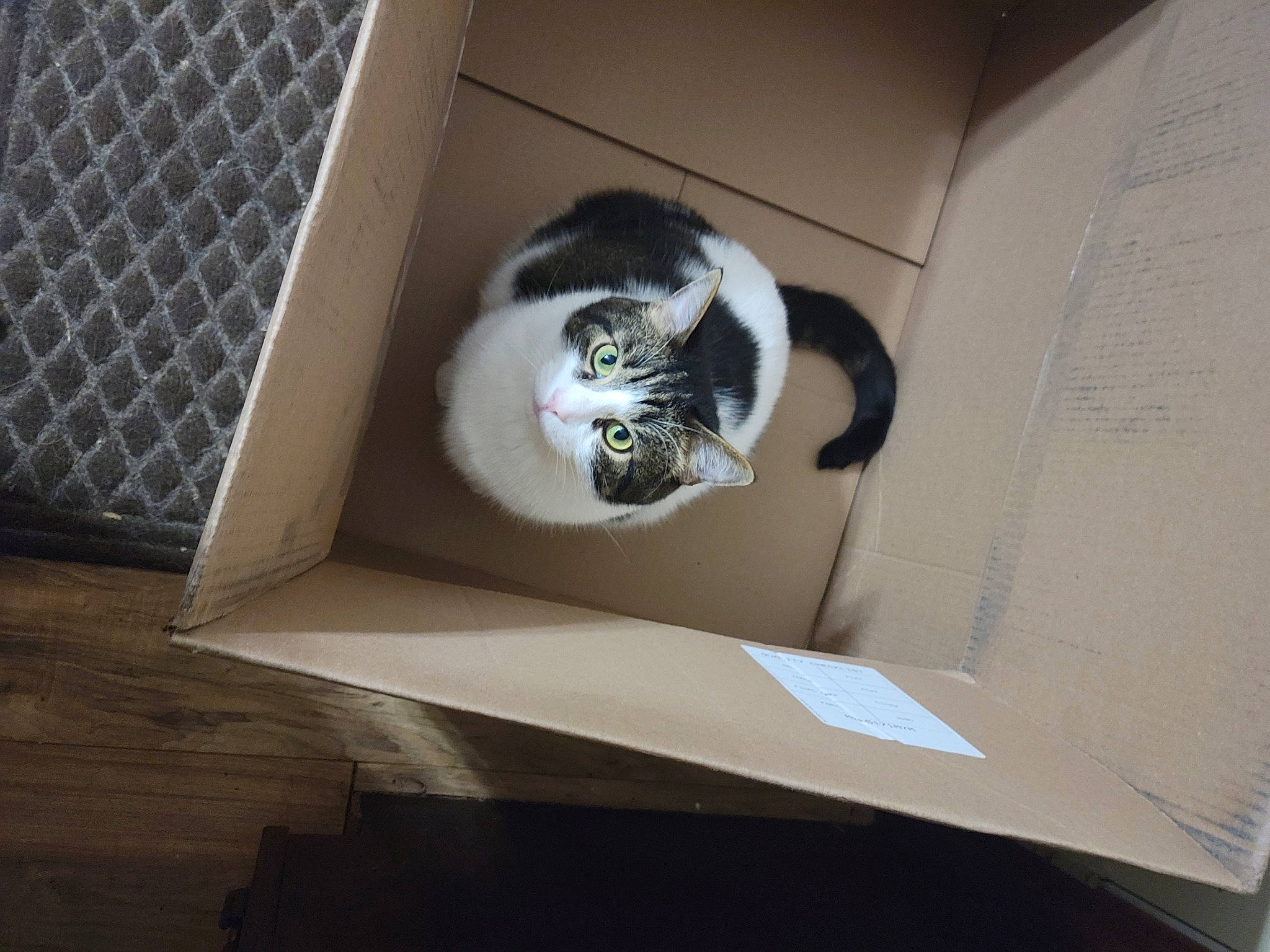 Petey joined the competition — help win amazing prizes! cardboard, carnivore, cat, cat_supply, comfort, domestic_short_haired_cat, felidae, flooring, fur, hardwood, mesh, paper_product, pet_supply, rectangle, room, small_to_medium_sized_cats, snout, tail, whiskers, wood