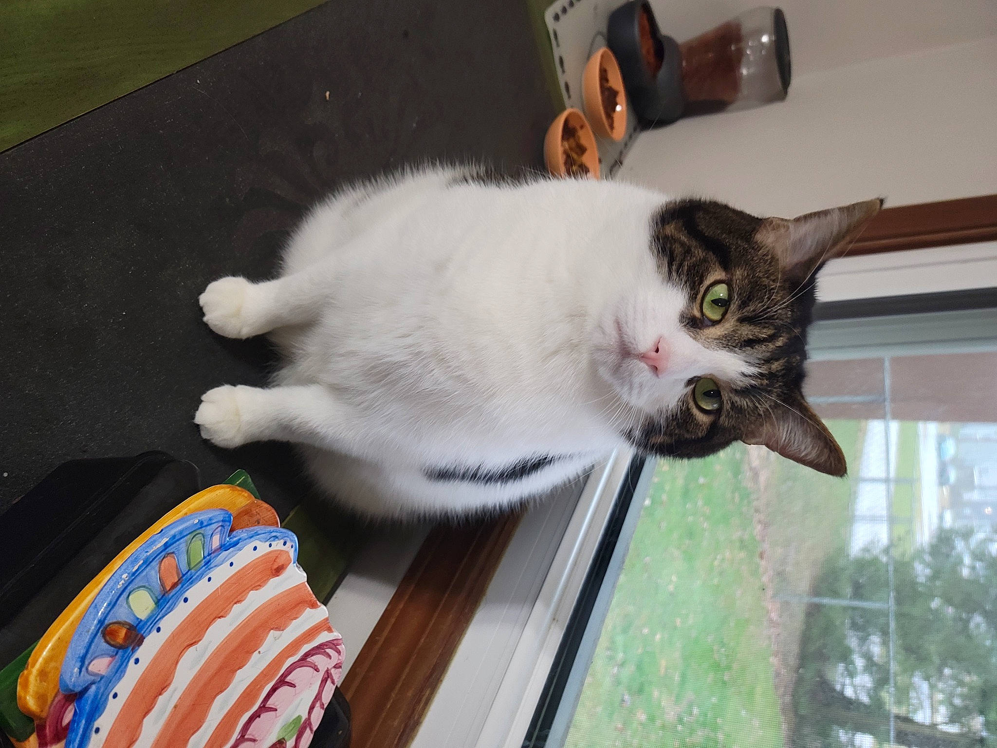 Petey joined the competition — help win amazing prizes! carnivore, cat, domestic_short_haired_cat, felidae, flooring, fur, hardwood, logo, paw, plant, small_to_medium_sized_cats, tail, tree, whiskers, window, wood