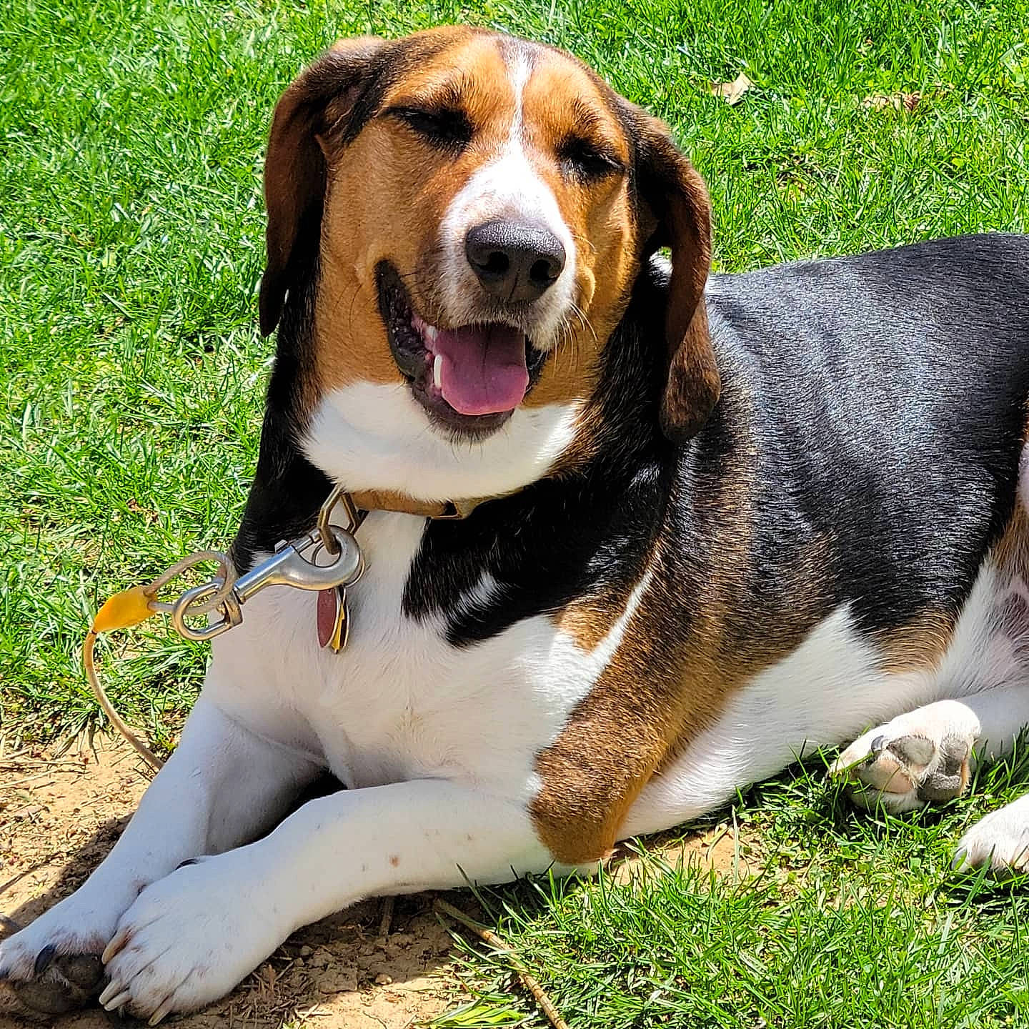 Boone joined the competition — help win amazing prizes! canidae, carnivore, collar, companion_dog, dog, dog_breed, grass, hound, hunting_dog, plant, scent_hound, snout, sporting_group, terrestrial_animal, working_dog
