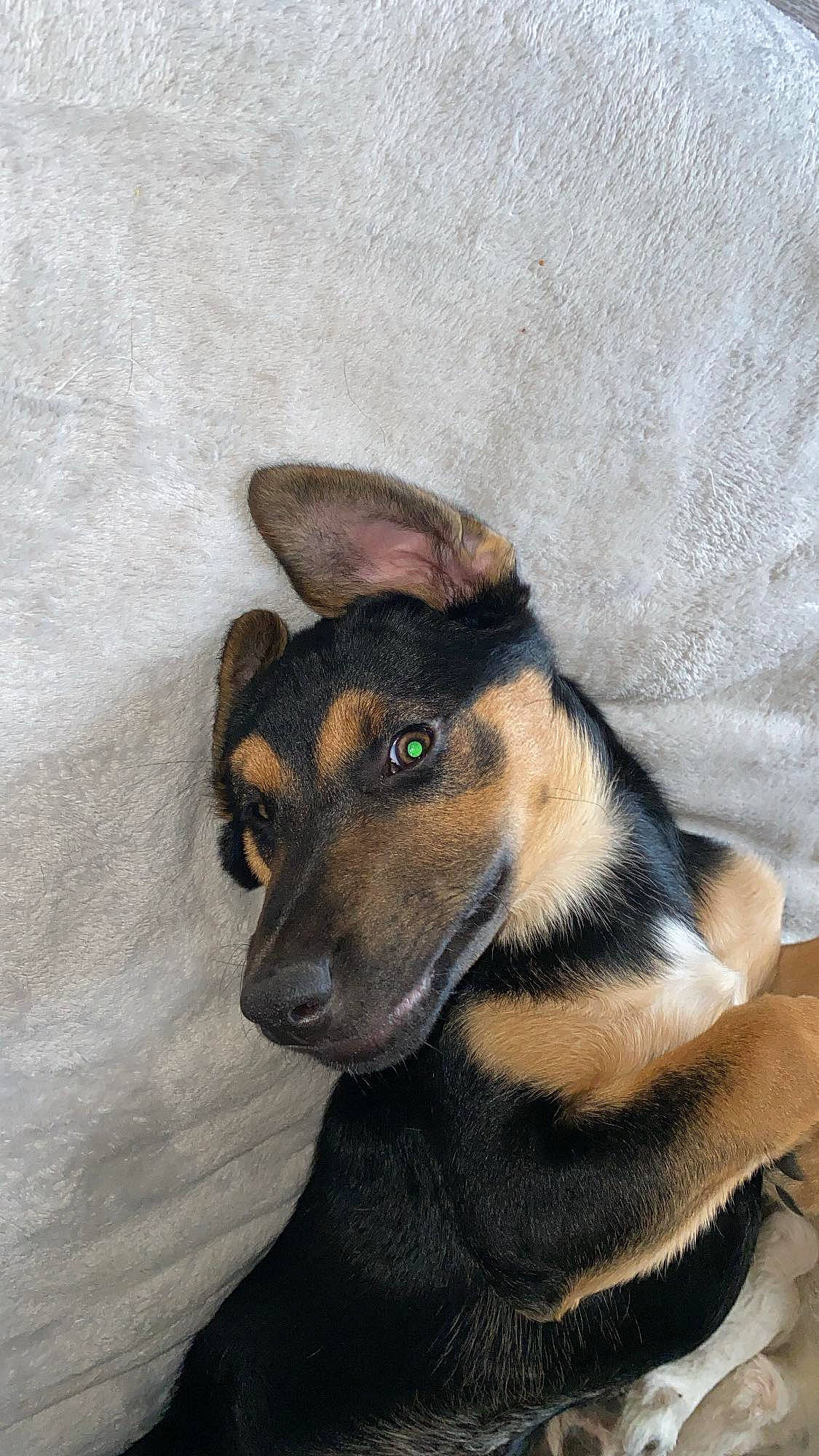 Pinceau a rejoint le concours — aidez-le/la à gagner de superbes lots ! canidae, carnivore, comfort, companion_dog, couch, dog, dog_breed, dog_supply, ear, fawn, fur, pet_supply, puppy, snout, sporting_group, terrestrial_animal, whiskers, working_animal, working_dog