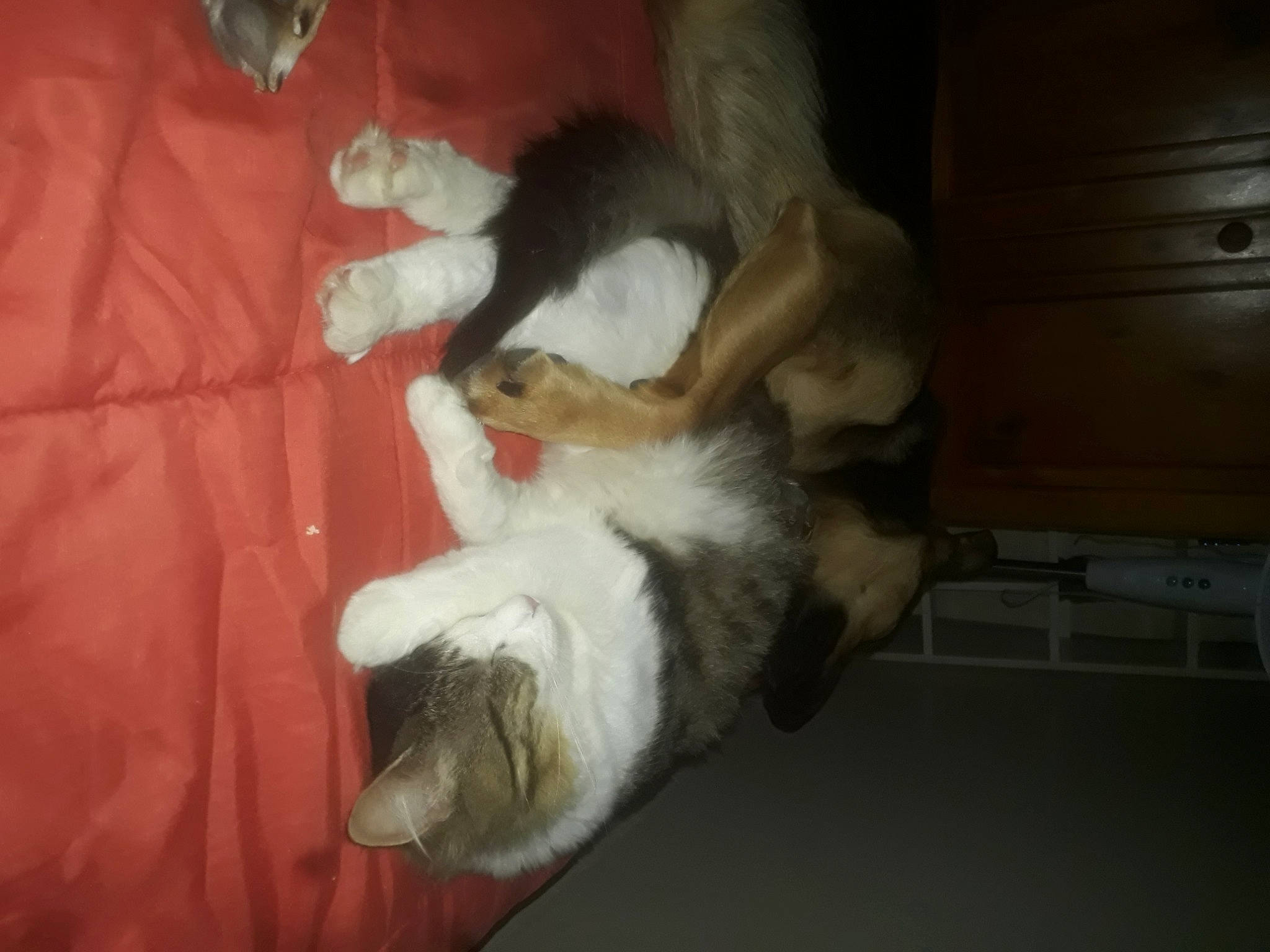 Dixie a rejoint le concours — aidez-le/la à gagner de superbes lots ! canidae, carnivore, cat, dog_breed, fawn, felidae, fur, paw, sporting_group, tail