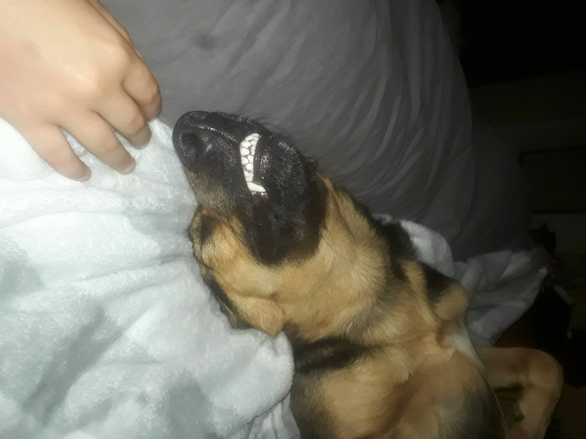 Dixie a rejoint le concours — aidez-le/la à gagner de superbes lots ! canidae, carnivore, dog, dog_breed, ear, fawn, mammal, paw, pug, puppy_love, snout, vertebrate