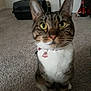 animal, background, carpet, cat, close_up, collar, curious, domestic, ears, feline, floor, fur, indoor, pendant, pet, pet_carrier, sitting, tabby, whiskers, yellow_eyes