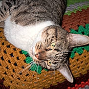 Sassy Edward is registered to the contest to win money with this photo: animal, cat, closeup, colorful, cozy, crocheted_blanket, curious, ears, face, fur, home, indoor, laying_down, pattern, pet, relaxed, sleepy, tabby, texture, whiskers