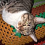 animal, cat, closeup, colorful, cozy, crocheted_blanket, curious, ears, face, fur, home, indoor, laying_down, pattern, pet, relaxed, sleepy, tabby, texture, whiskers