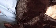 Foudre participe au concours pour gagner de l'argent avec cette photo : cat, black_cat, yellow_eyes, indoor, blanket, cozy, resting, pet, feline, fur, whiskers, soft, warm, comfort, relaxation, domestic, animal, sleepy, close_up, laying_down