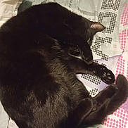 Foudre participe au concours pour gagner de l'argent avec cette photo : cat, black_cat, sleeping, curled_up, bedspread, patterned, paw, indoor, resting, feline, cozy, fur, animal, pet, cute, relaxed, covering_face, quiet, soft, domestic_cat