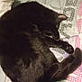 cat, black_cat, sleeping, curled_up, bedspread, patterned, paw, indoor, resting, feline, cozy, fur, animal, pet, cute, relaxed, covering_face, quiet, soft, domestic_cat