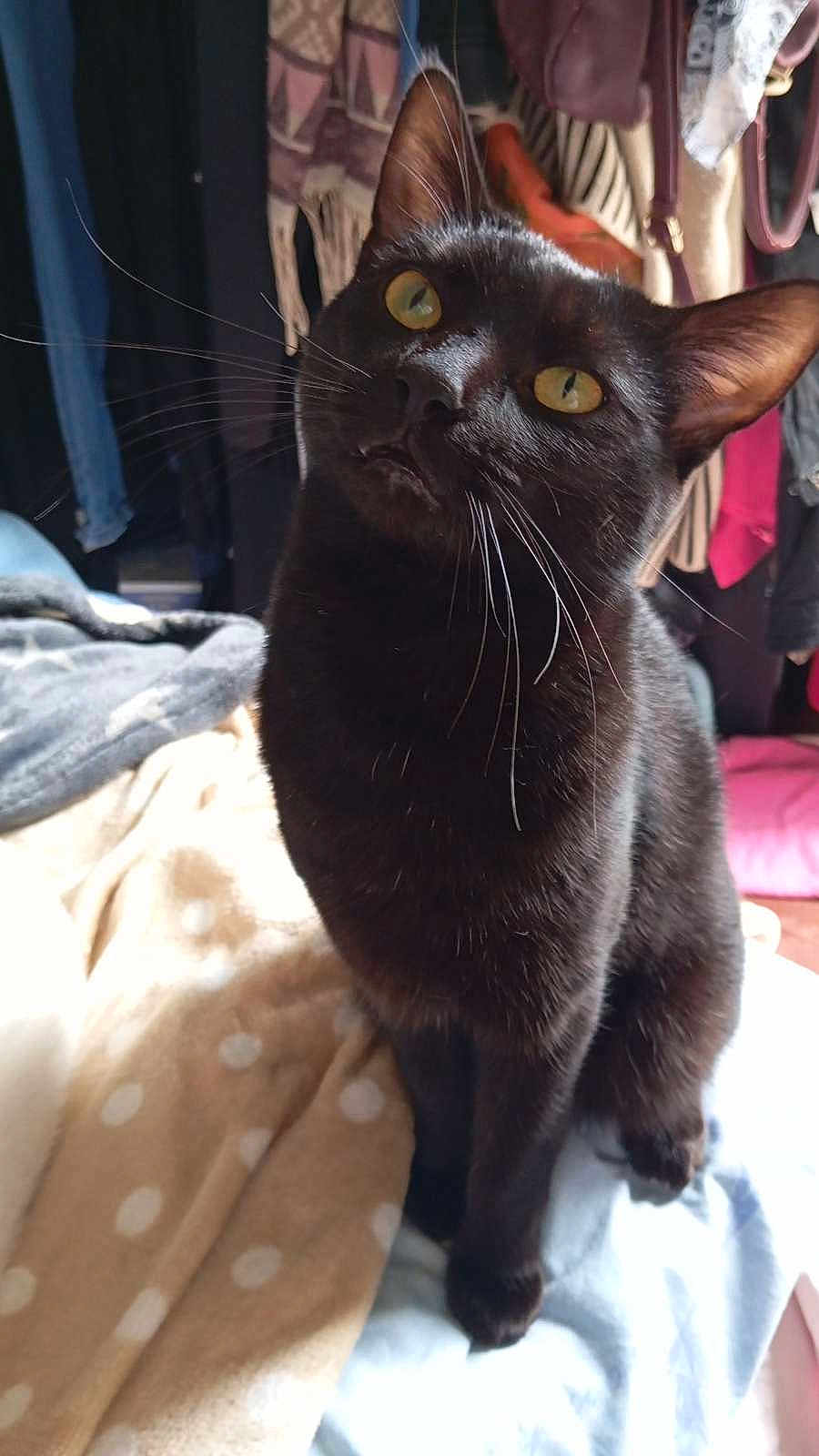Foudre a rejoint le concours — aidez-le/la à gagner de superbes lots ! black_cat, cat, pet, animal, whiskers, yellow_eyes, feline, curious, indoor, blanket, polka_dot, soft_fabric, cozy, fur, cute, domestic_cat, close_up, portrait, sitting, household