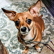 Silly is registered to the contest to win money with this photo: dog, small_dog, ears, collar, leash, indoor, rug, brown_fur, pet, animal, looking_up, curious, canine, floor, paw, domestic_animal, companion, close_up, cute, alert