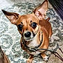 dog, small_dog, ears, collar, leash, indoor, rug, brown_fur, pet, animal, looking_up, curious, canine, floor, paw, domestic_animal, companion, close_up, cute, alert