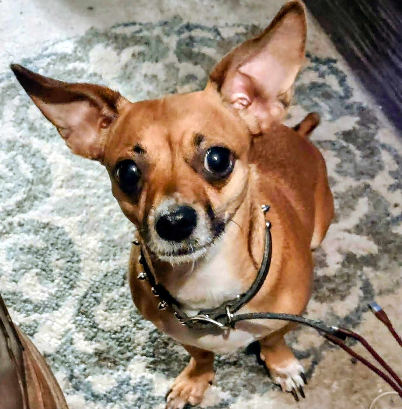 Silly is registered to the contest to win money with this photo: dog, small_dog, ears, collar, leash, indoor, rug, brown_fur, pet, animal, looking_up, curious, canine, floor, paw, domestic_animal, companion, close_up, cute, alert