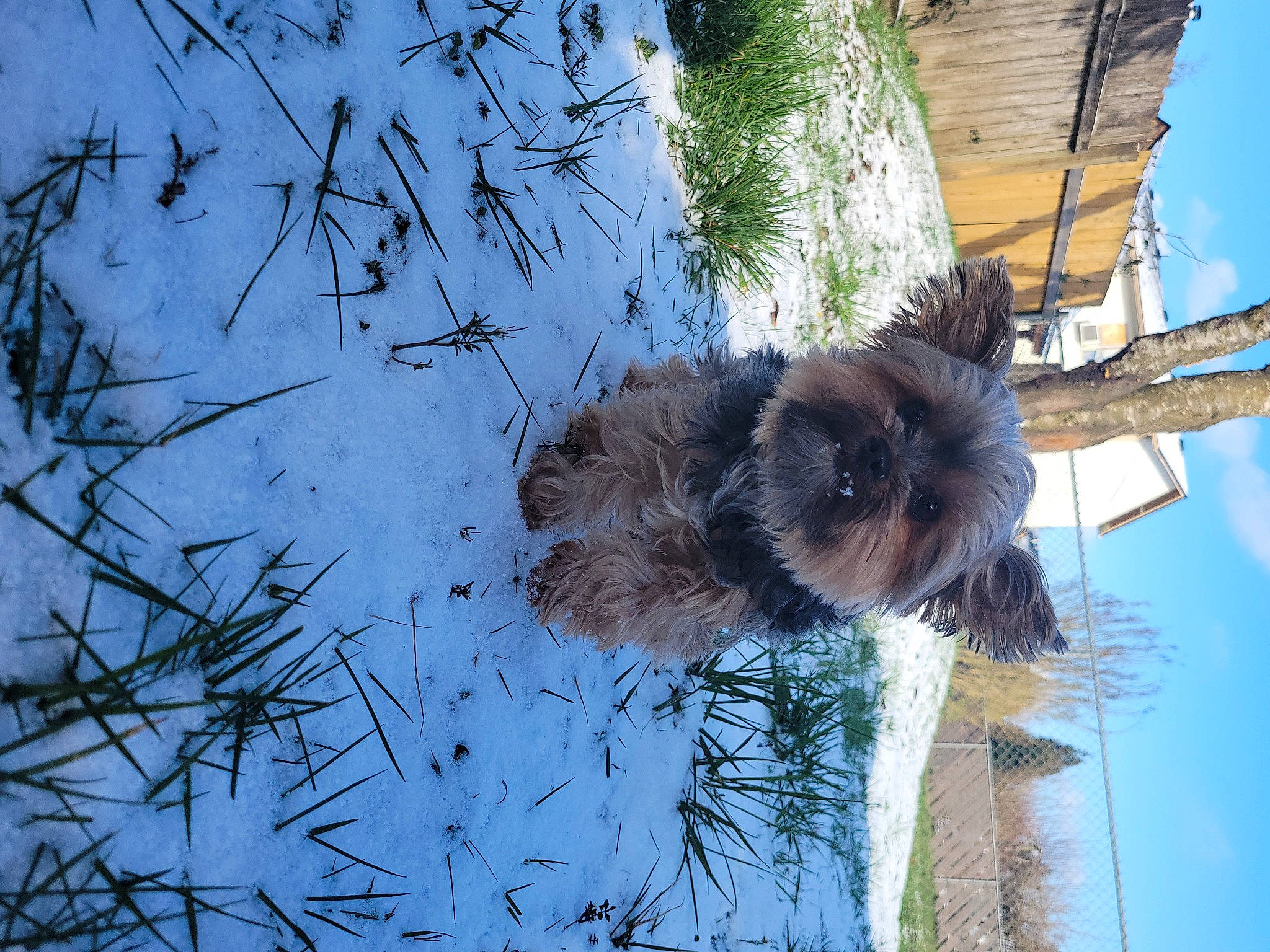 Puffers is registered to the contest to win money with this photo: arecales, branch, canidae, cloud, dog_breed, fawn, fur, palm_tree, plant, sky, snow, sporting_group, tail, tree, trunk, twig, whiskers, window, winter, wood