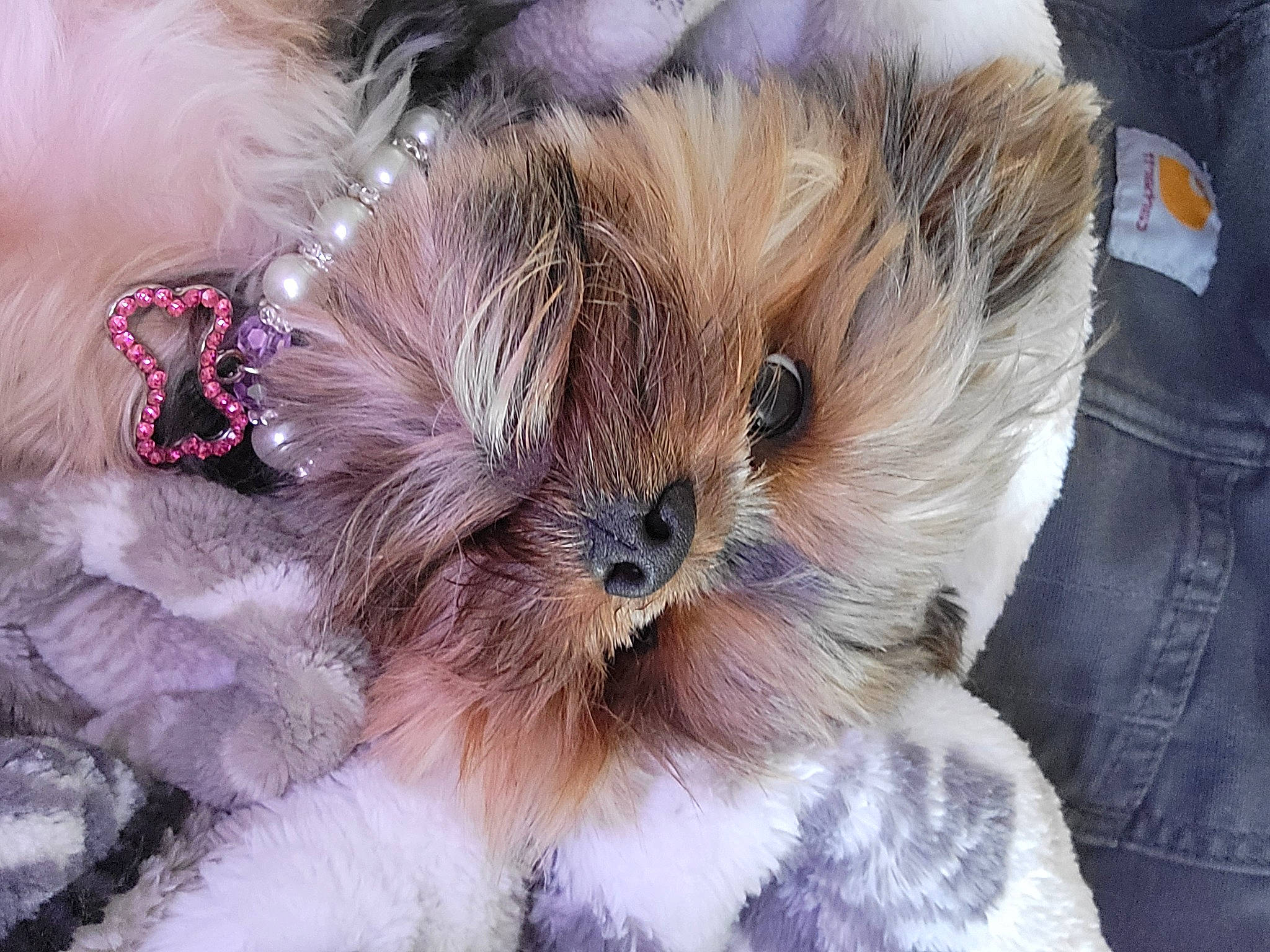 Puffers is registered to the contest to win money with this photo: canidae, carnivore, companion_dog, dog, dog_breed, fashion_accessory, fawn, feather, felidae, fur, liver, nap, paw, small_to_medium_sized_cats, snout, sporting_group, terrestrial_animal, toy_dog, whiskers, wildlife