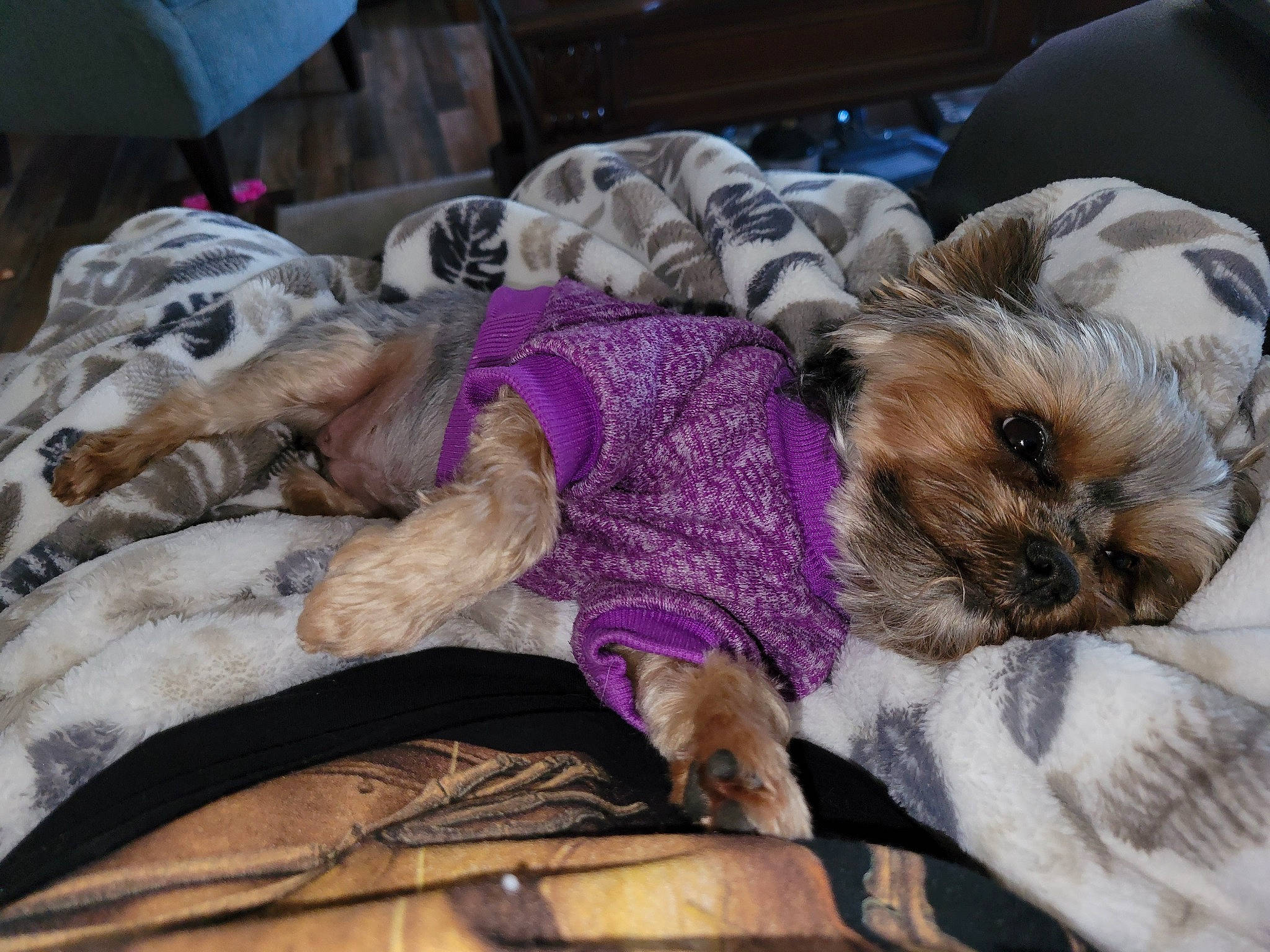 Puffers is registered to the contest to win money with this photo: canidae, carnivore, comfort, companion_dog, dog, dog_breed, dog_clothes, dog_supply, fawn, felidae, fur, nap, puppy, puppy_love, schnauzer, small_terrier, snout, sporting_group, terrier, toy_dog