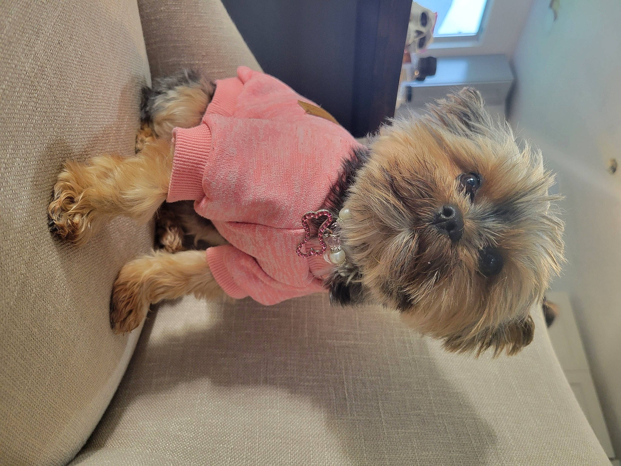 Puffers is registered to the contest to win money with this photo: canidae, carnivore, comfort, companion_dog, dog, dog_breed, dog_clothes, dog_supply, fawn, felidae, fur, liver, small_terrier, small_to_medium_sized_cats, snout, sporting_group, tail, terrier, toy_dog, whiskers