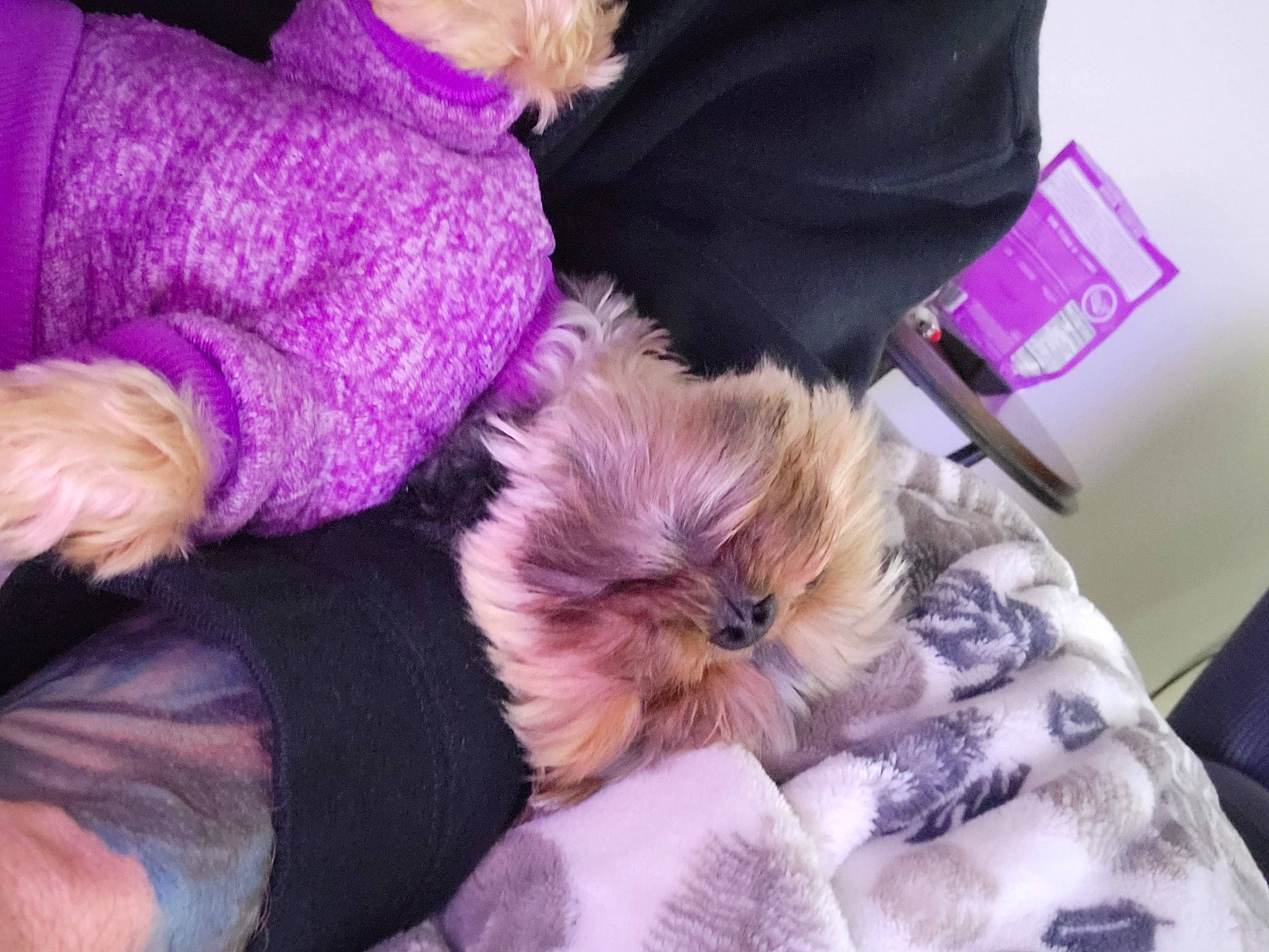 Puffers is registered to the contest to win money with this photo: bed, carnivore, comfort, companion_dog, dog, dog_breed, ear, fawn, felidae, fur, lap, liver, magenta, nail, pink, purple, small_to_medium_sized_cats, sporting_group, toy_dog, whiskers