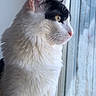 cat, black_and_white, window, looking_out, fur, whiskers, side_profile, natural_light, indoor, pet, animal, curious, domestic_cat, close_up, reflection, soft_light, calm, feline, portrait, quiet