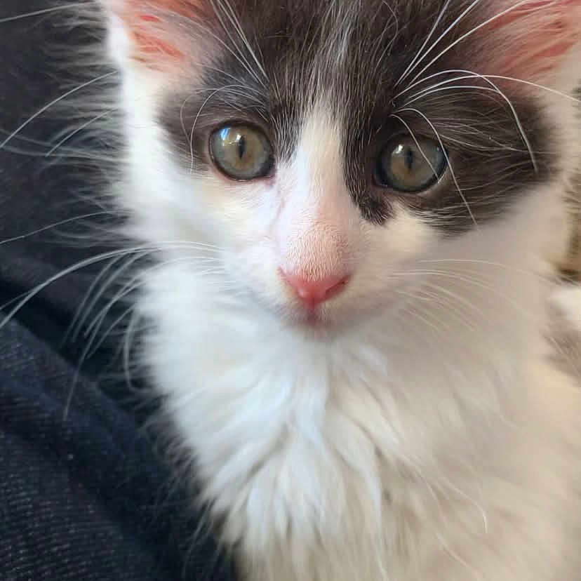 Mimiwa De La Mimiwu