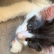 Mimiwa De La Mimiwu participe au concours pour gagner de l'argent avec cette photo : kitten, cat, black_and_white, close_up, whiskers, nose, paw, fur, soft_surface, denim, curious, lying_down, pet, young, indoor, cute, animal, eyes, pink, cozy