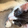 kitten, cat, black_and_white, close_up, whiskers, nose, paw, fur, soft_surface, denim, curious, lying_down, pet, young, indoor, cute, animal, eyes, pink, cozy