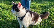 Mimiwa De La Mimiwu participe au concours pour gagner de l'argent avec cette photo : cat, black_and_white, harness, grass, outdoor, animal, pet, feline, nature, greenery, sunlight, person, jeans, walking, curious, fur, tail, daylight, standing, alert
