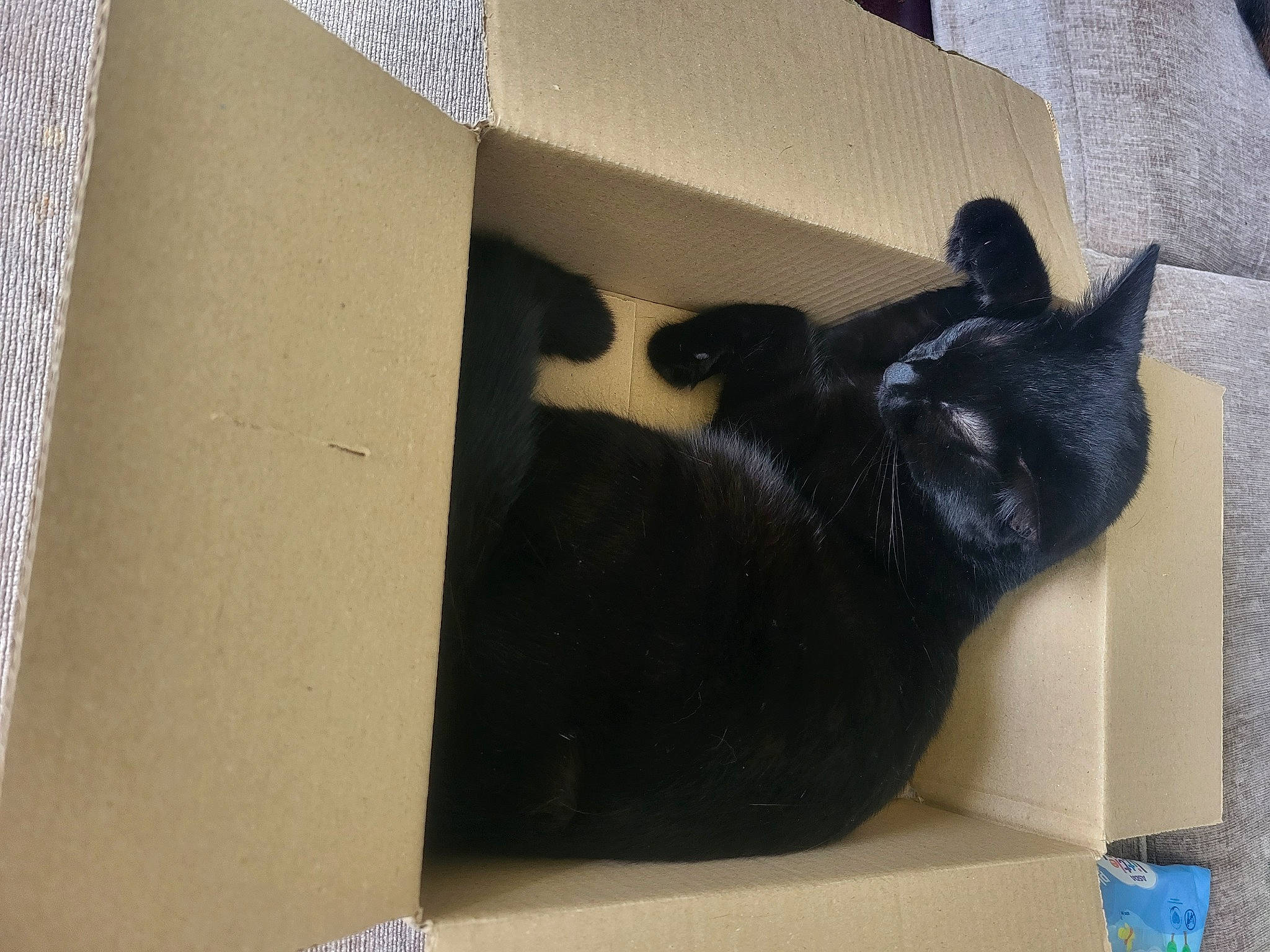 Sushi joined the competition — help win amazing prizes! box, carnivore, carton, cat, comfort, dog_breed, domestic_short_haired_cat, felidae, flooring, fur, hardwood, packaging_and_labeling, packing_materials, shipping_box, small_to_medium_sized_cats, snout, sporting_group, tail, whiskers, wood