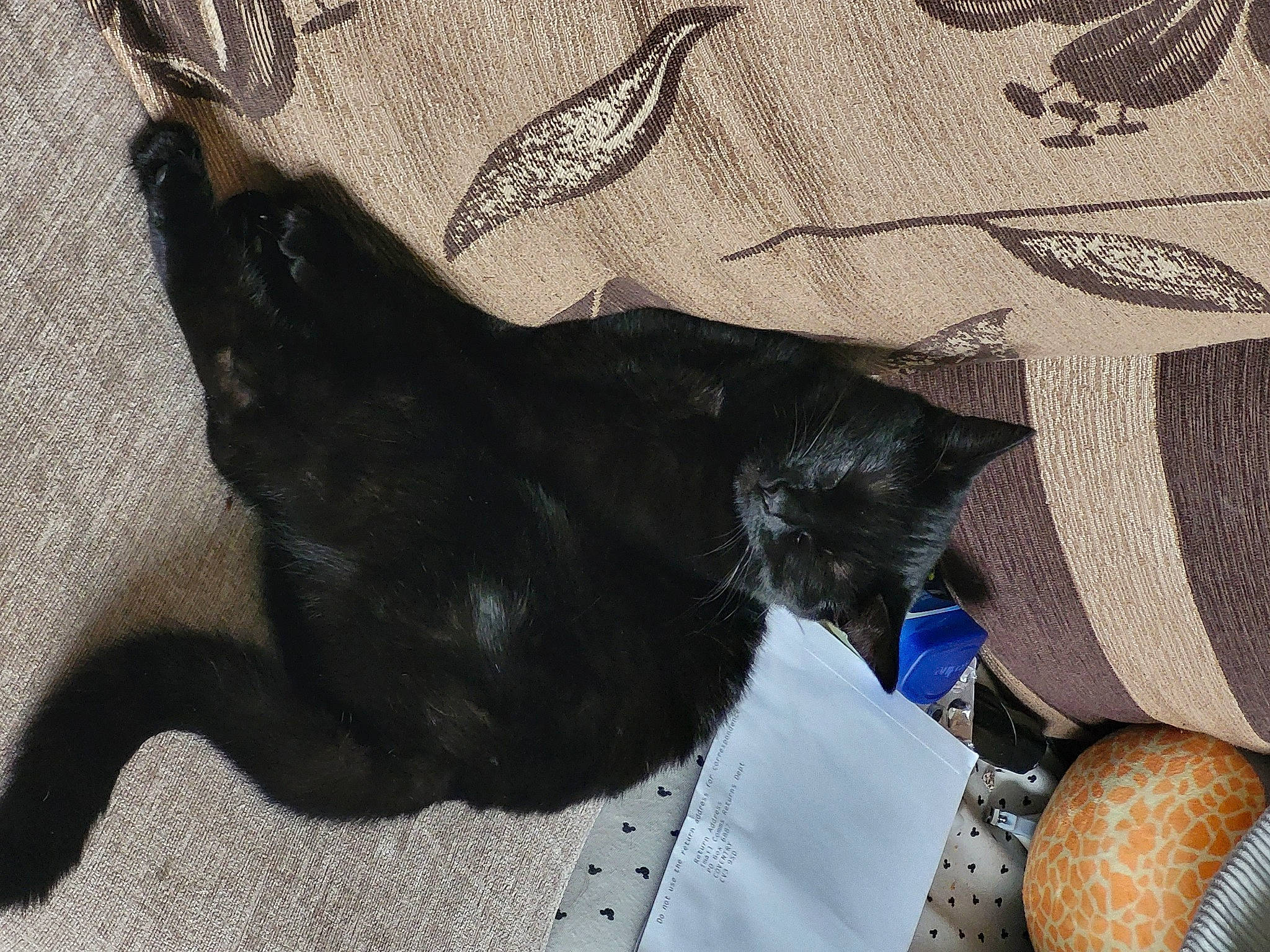 Sushi is registered to the contest to win money with this photo: bag, black_cat, carnivore, cat, claw, comfort, companion_dog, dog_breed, felidae, fur, grey, pattern, sleeve, small_to_medium_sized_cats, tail, whiskers