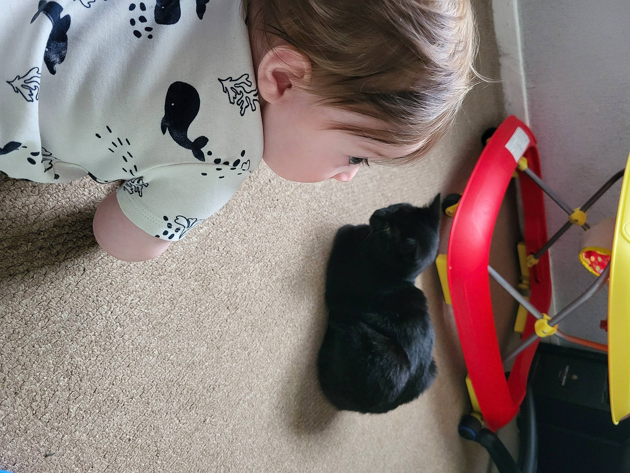 Sushi joined the competition — help win amazing prizes! carmine, carnivore, cat, child, comfort, companion_dog, dog_breed, felidae, flooring, fur, pattern, sleeve, small_to_medium_sized_cats, sporting_group, tail, textile, toddler, toy, whiskers