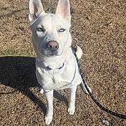 Koda joined the competition — help win amazing prizes! dog, white_dog, blue_eyes, outdoor, grass, leash, pet, canine, animal, sunlight, sitting, ears_up, alert, collar, nature, daylight, fur, muzzle, portrait, companion