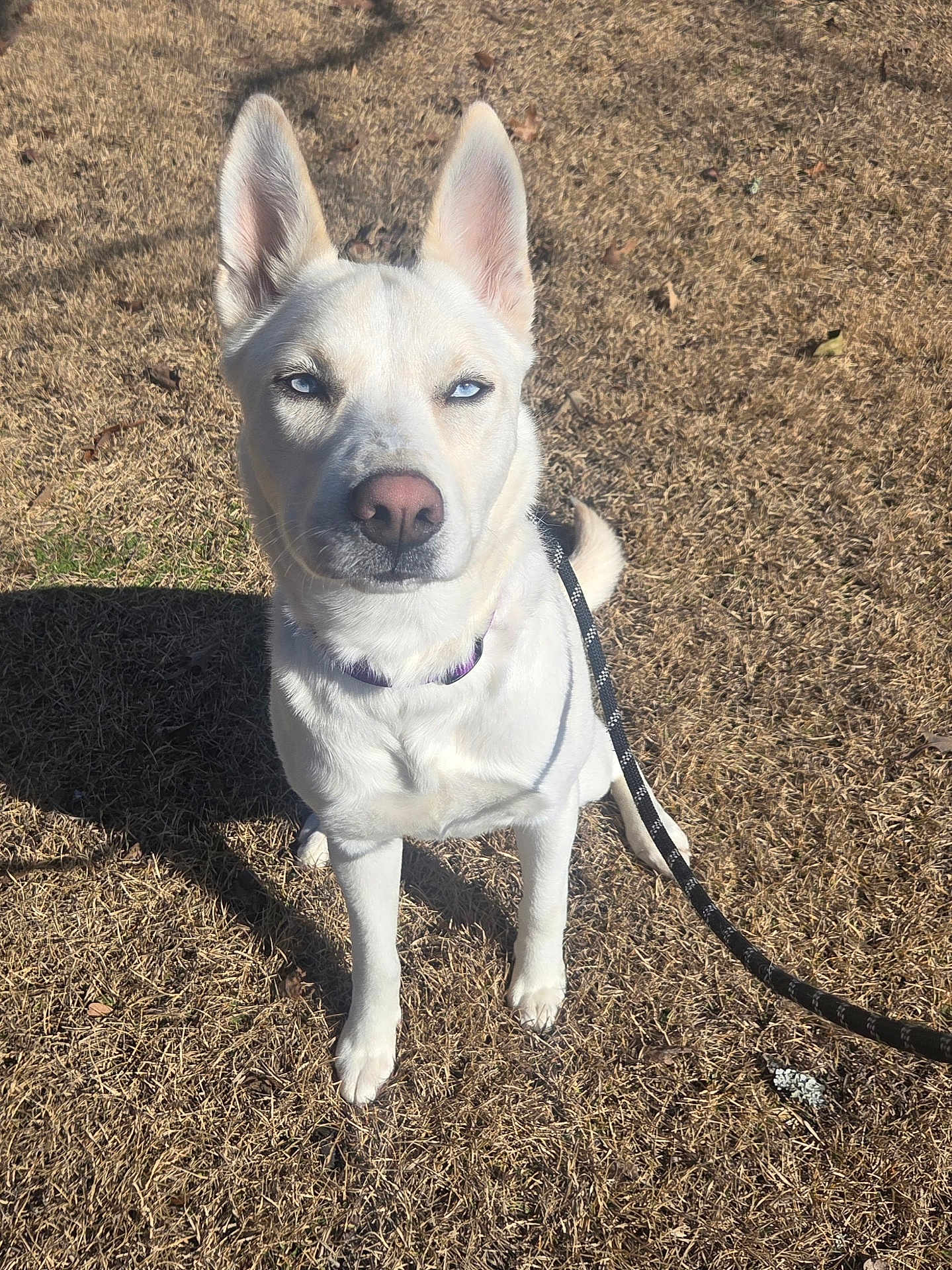 Koda joined the competition — help win amazing prizes! dog, white_dog, blue_eyes, outdoor, grass, leash, pet, canine, animal, sunlight, sitting, ears_up, alert, collar, nature, daylight, fur, muzzle, portrait, companion