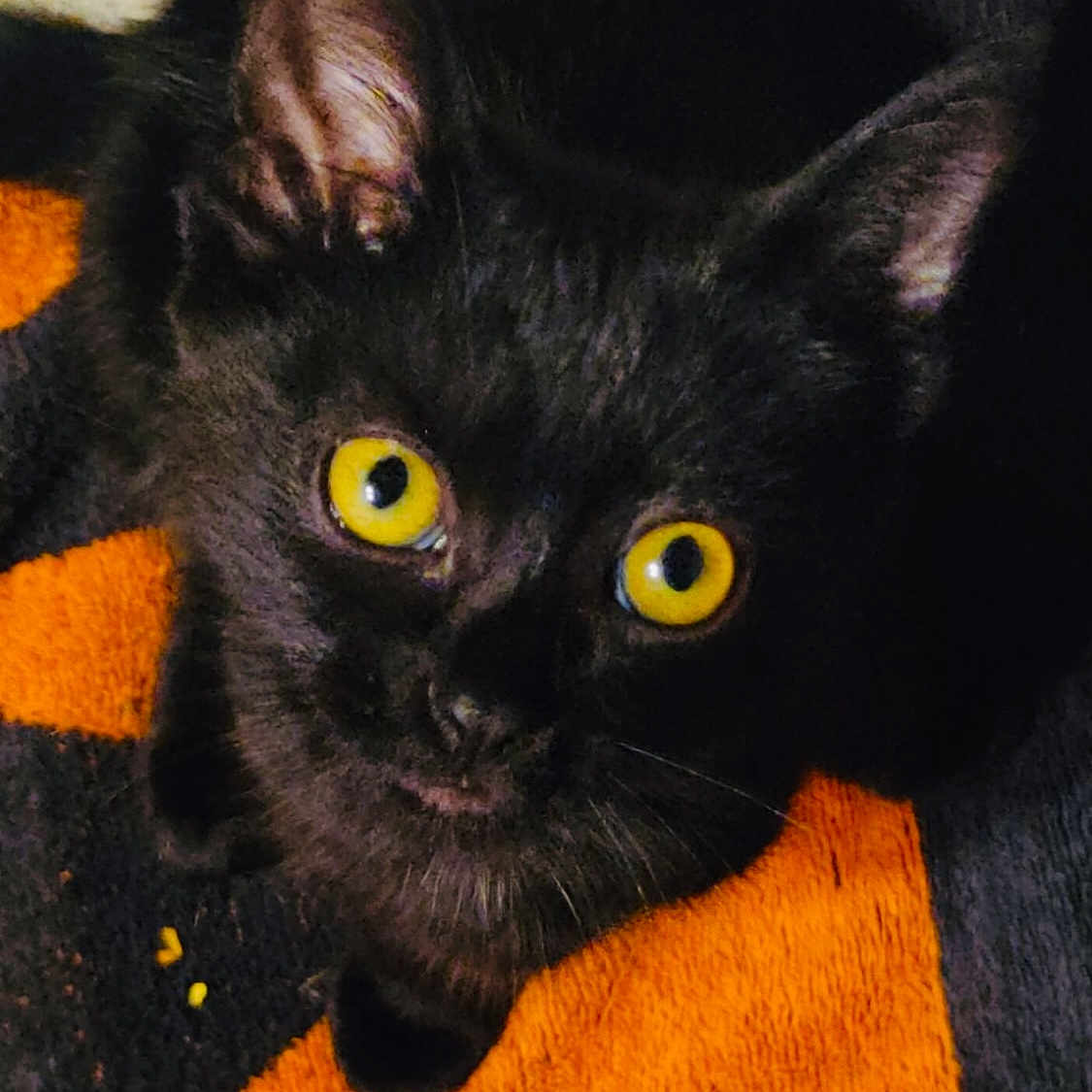 Kiara