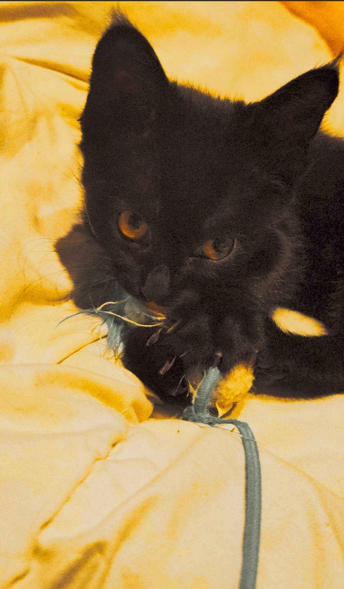 Kiara participe au concours pour gagner de l'argent avec cette photo : black_cat, bombay, carnivore, cat, claw, comfort, domestic_short_haired_cat, electric_blue, eye, fawn, felidae, fur, paw, small_to_medium_sized_cats, snout, tail, terrestrial_animal, whiskers
