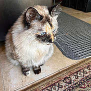 Pyu Win is registered to the contest to win money with this photo: animal, blue_eyes, cat, closeup, curious, domestic, ears, feline, fluffy, fur, indoor, looking_away, mammal, mat, pet, resting, rug, sitting, tiled_floor, whiskers