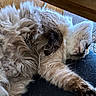 cat, fluffy, sleeping, fur, pet, indoor, cozy, relaxed, animal, whiskers, paw, home, carpet, furniture, closeup, resting, cute, tabby, soft, nap