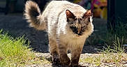 Pyu Win is registered to the contest to win money with this photo: cat, animal, outdoor, sunlight, shadow, grass, gravel, walking, feline, fluffy, portrait, nature, pets, daylight, mammal, walking_cat, closeup, focused, fur, cute