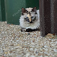 Pyu Win is registered to the contest to win money with this photo: cat, blue_eyes, fluffy_fur, gravel, outdoor, peeking, resting, brown_post, green_background, animal, mammal, cute, pet, whiskers, feline, portrait, closeup, nature, curious, hidden
