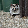 cat, blue_eyes, fluffy_fur, gravel, outdoor, peeking, resting, brown_post, green_background, animal, mammal, cute, pet, whiskers, feline, portrait, closeup, nature, curious, hidden