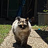 Pyu Win joined the competition — help win amazing prizes! animal, backyard, cat, closeup, confident, daylight, ears, fluffy, fur, garden, greenery, mammal, nature, outdoor, path, pet, shadow, sunlight, walking, whiskers